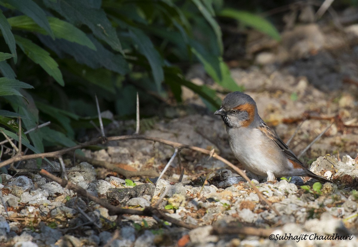 Kenya Rufous Sparrow - ML385690861