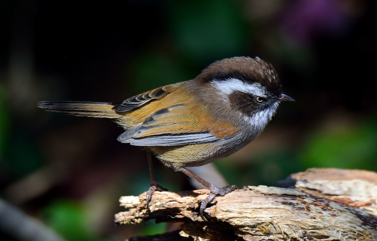 White-browed Fulvetta - ML385691041