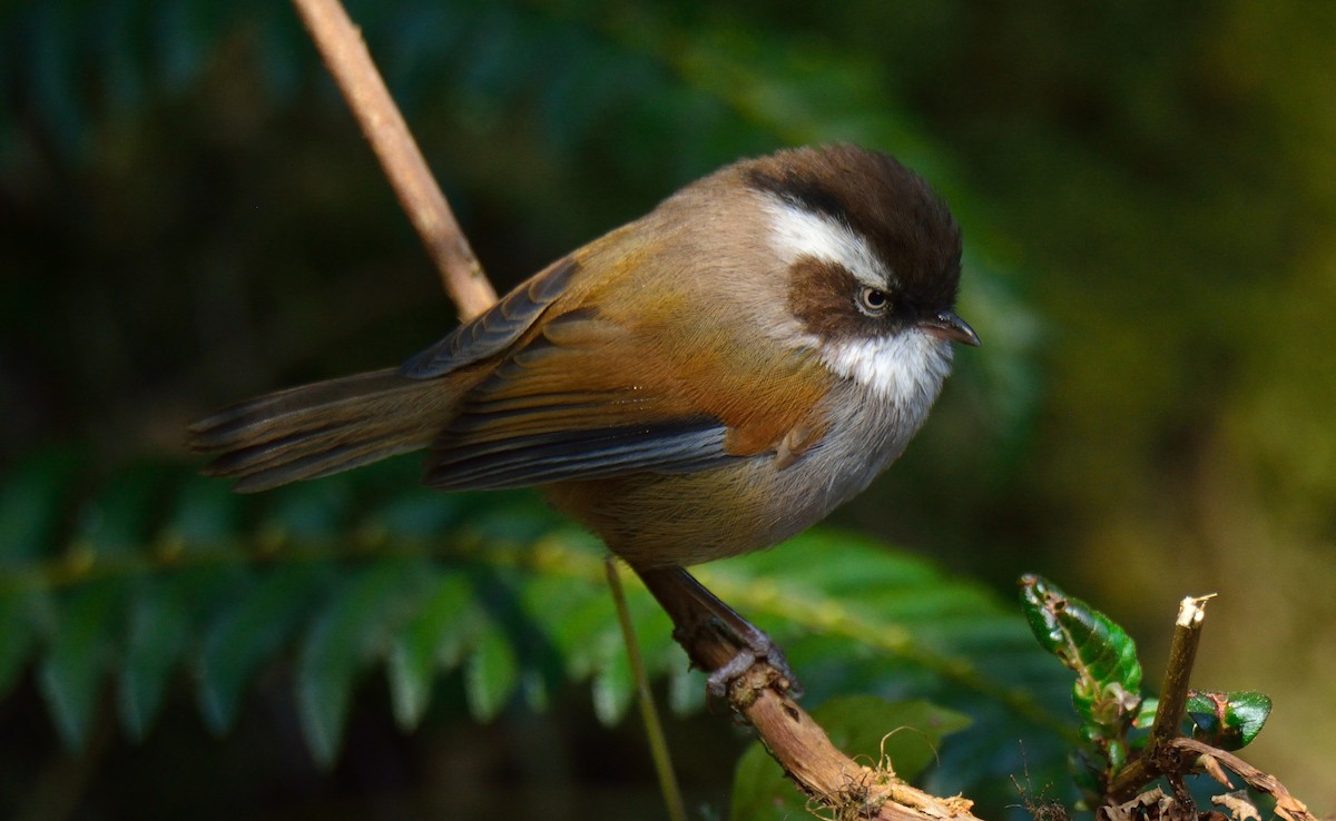 White-browed Fulvetta - ML385691051