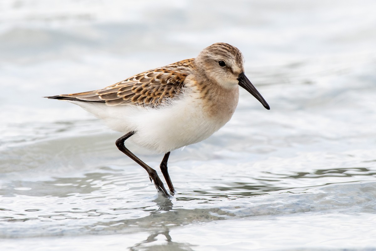 Western Sandpiper - Adam Perrier