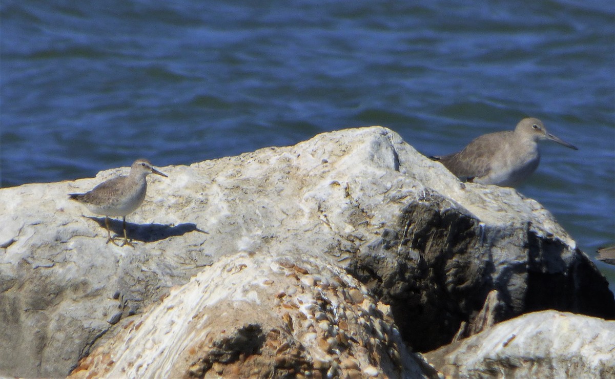 Red Knot - ML38569281