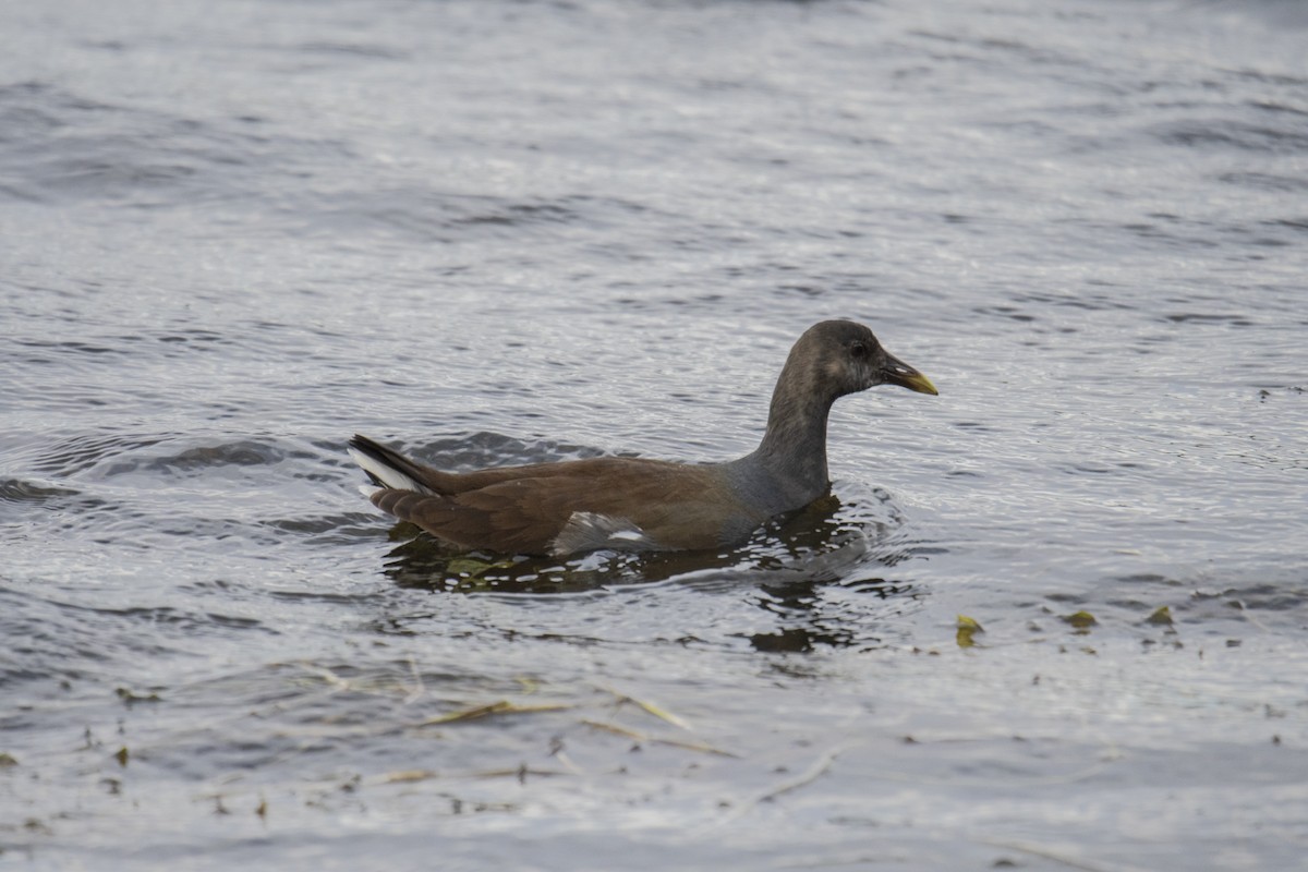 Common Gallinule - Angela Granchelli