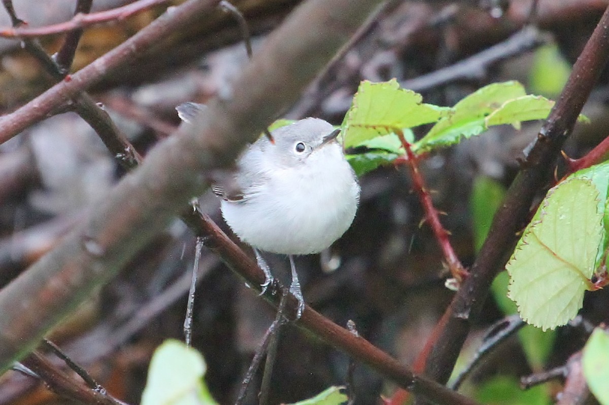 Blue-gray Gnatcatcher - ML38569401