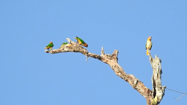 White-bellied Parrot - ML385694291