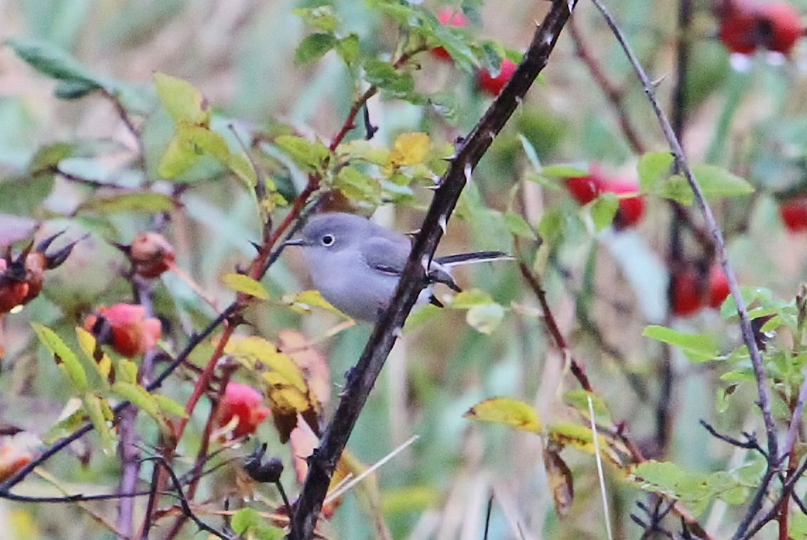 Blue-gray Gnatcatcher - ML38569451