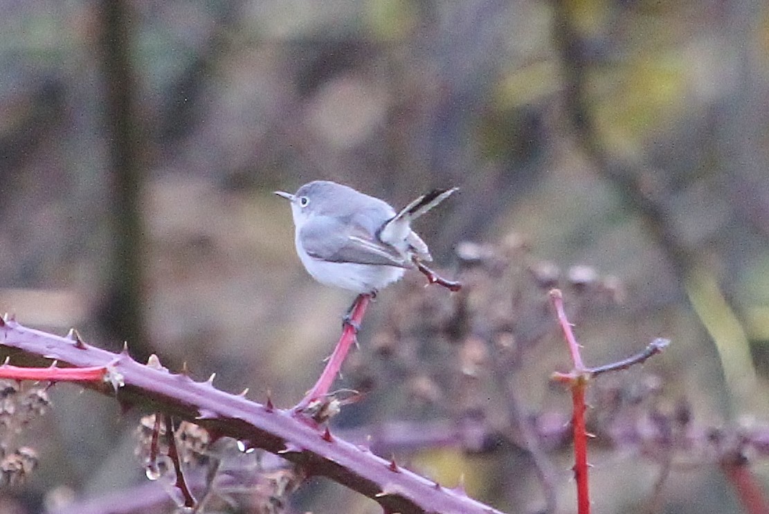 Blue-gray Gnatcatcher - ML38569471