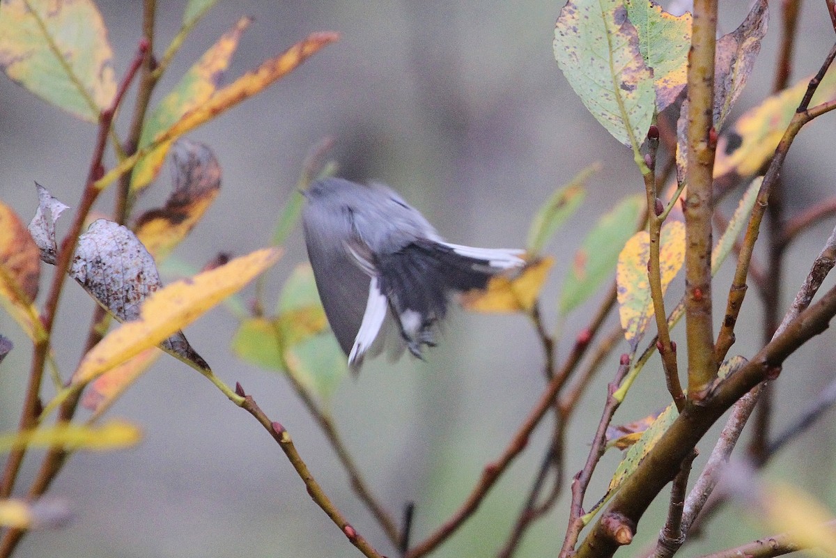 Blue-gray Gnatcatcher - ML38569481