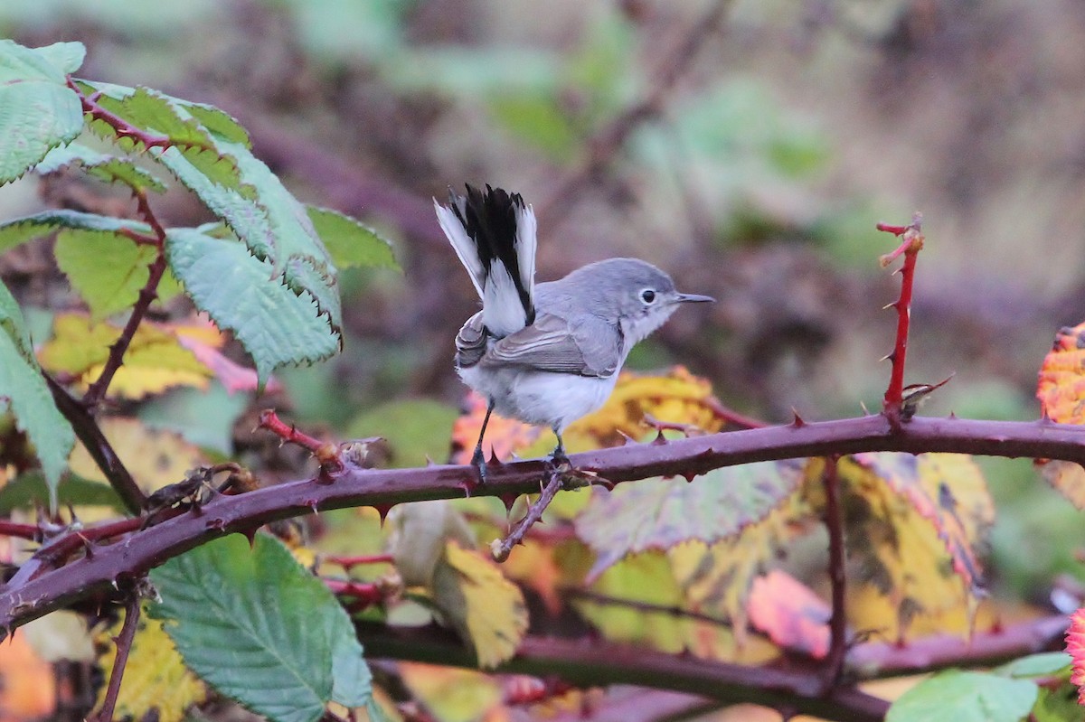 Blue-gray Gnatcatcher - John F. Gatchet