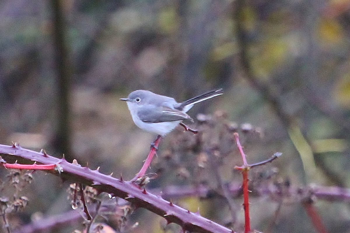 Blue-gray Gnatcatcher - John F. Gatchet