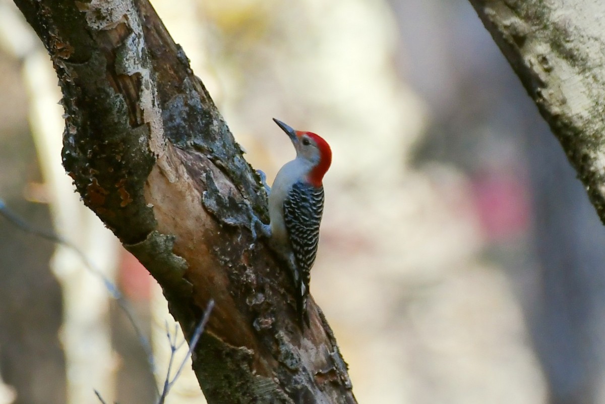 Red-bellied Woodpecker - ML385695021