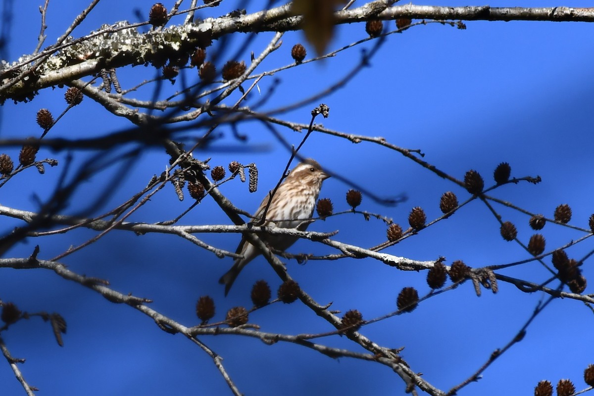 Purple Finch - ML385695091