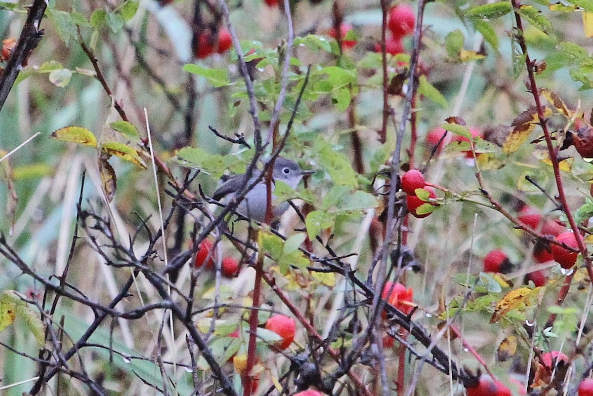 Blue-gray Gnatcatcher - ML38569511