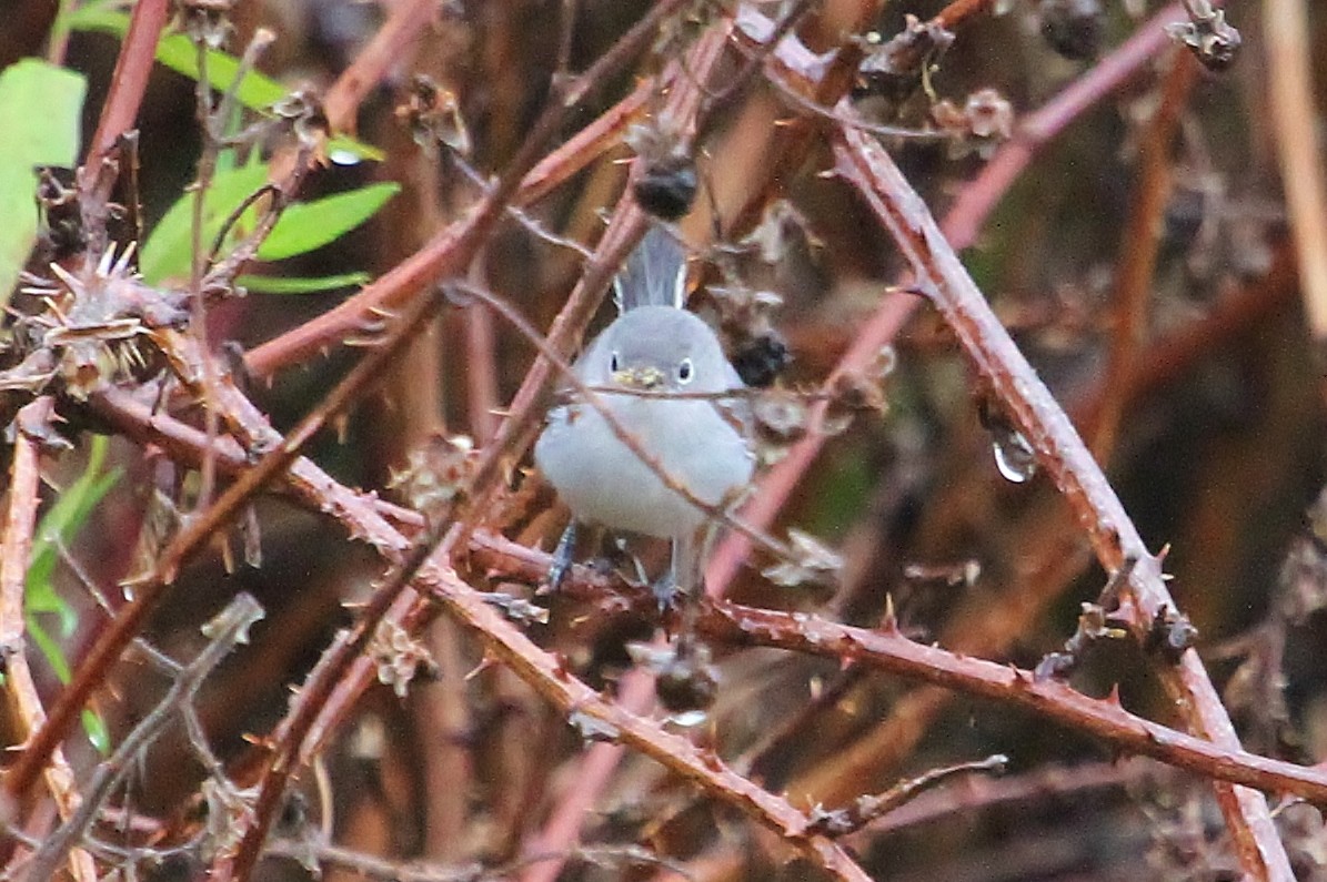 Blue-gray Gnatcatcher - ML38569521