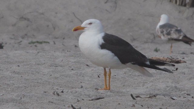 Lesser Black-backed Gull - ML385697931