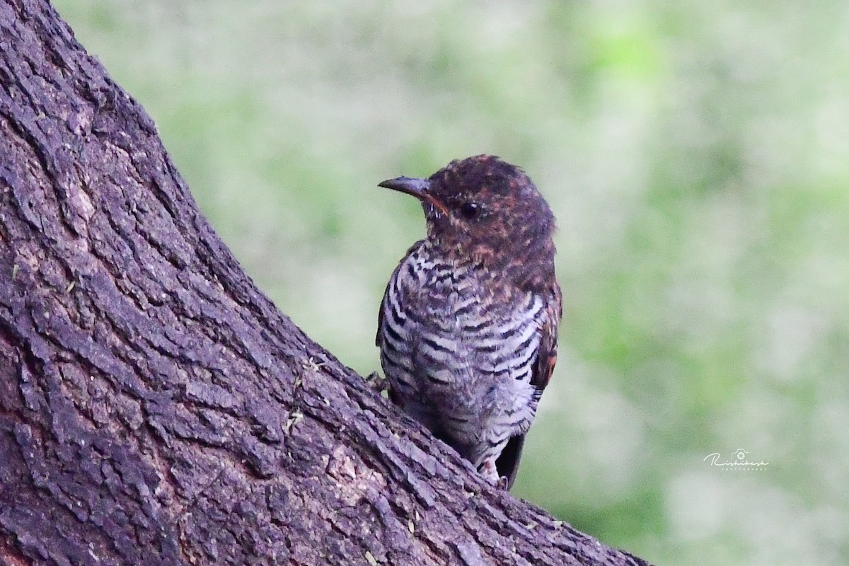 Gray-bellied Cuckoo - Rishikesh  Lande