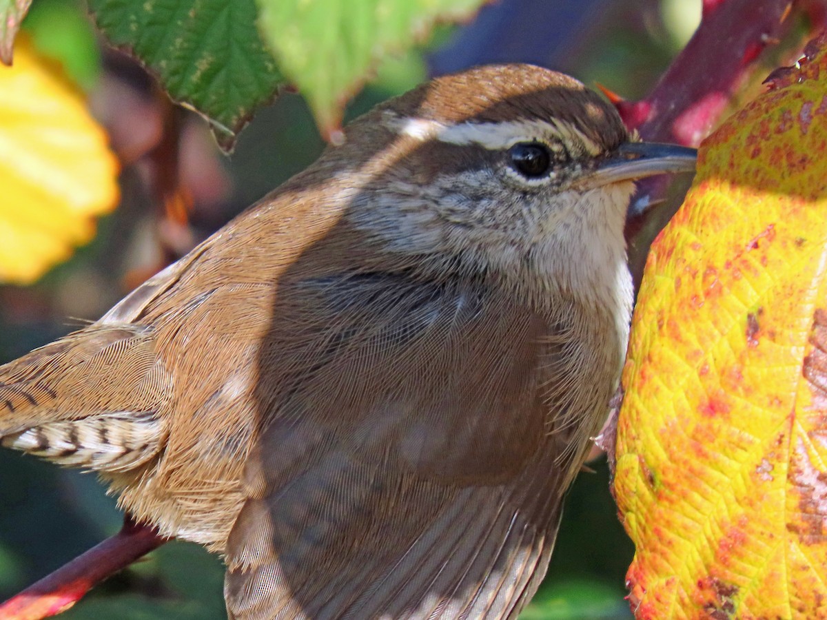 Bewick's Wren - ML385700721