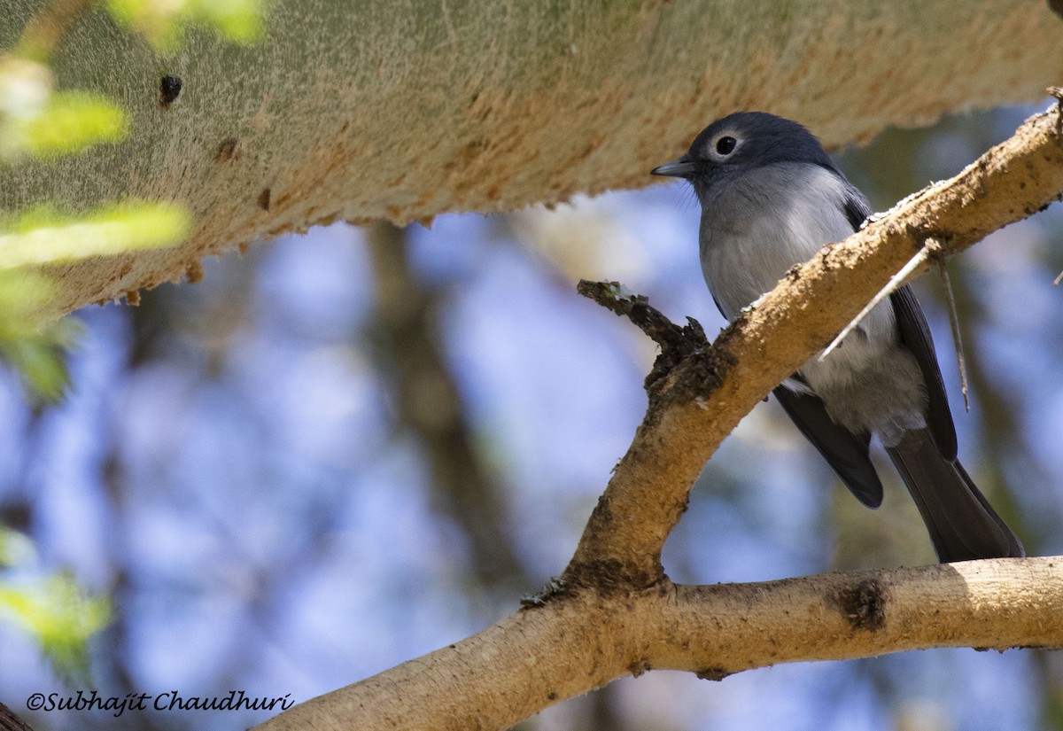 White-eyed Slaty-Flycatcher - ML385701281