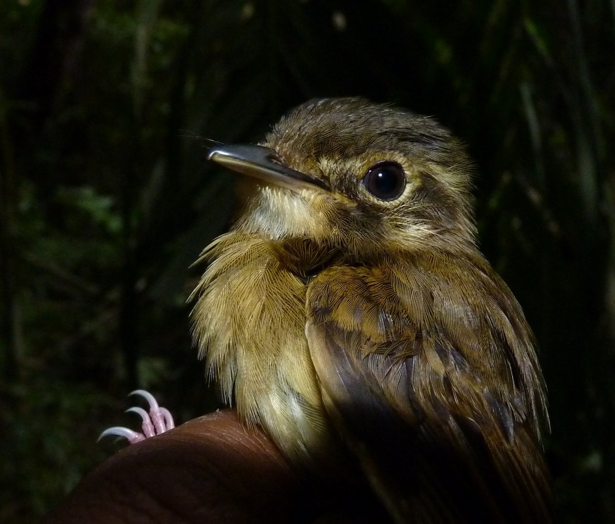 Stub-tailed Spadebill - ML38570221