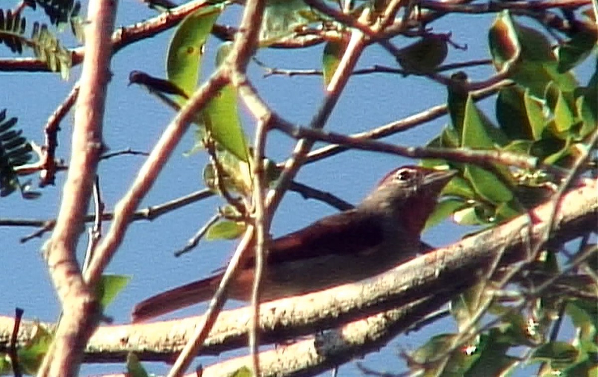 Rose-throated Tanager - ML385702571