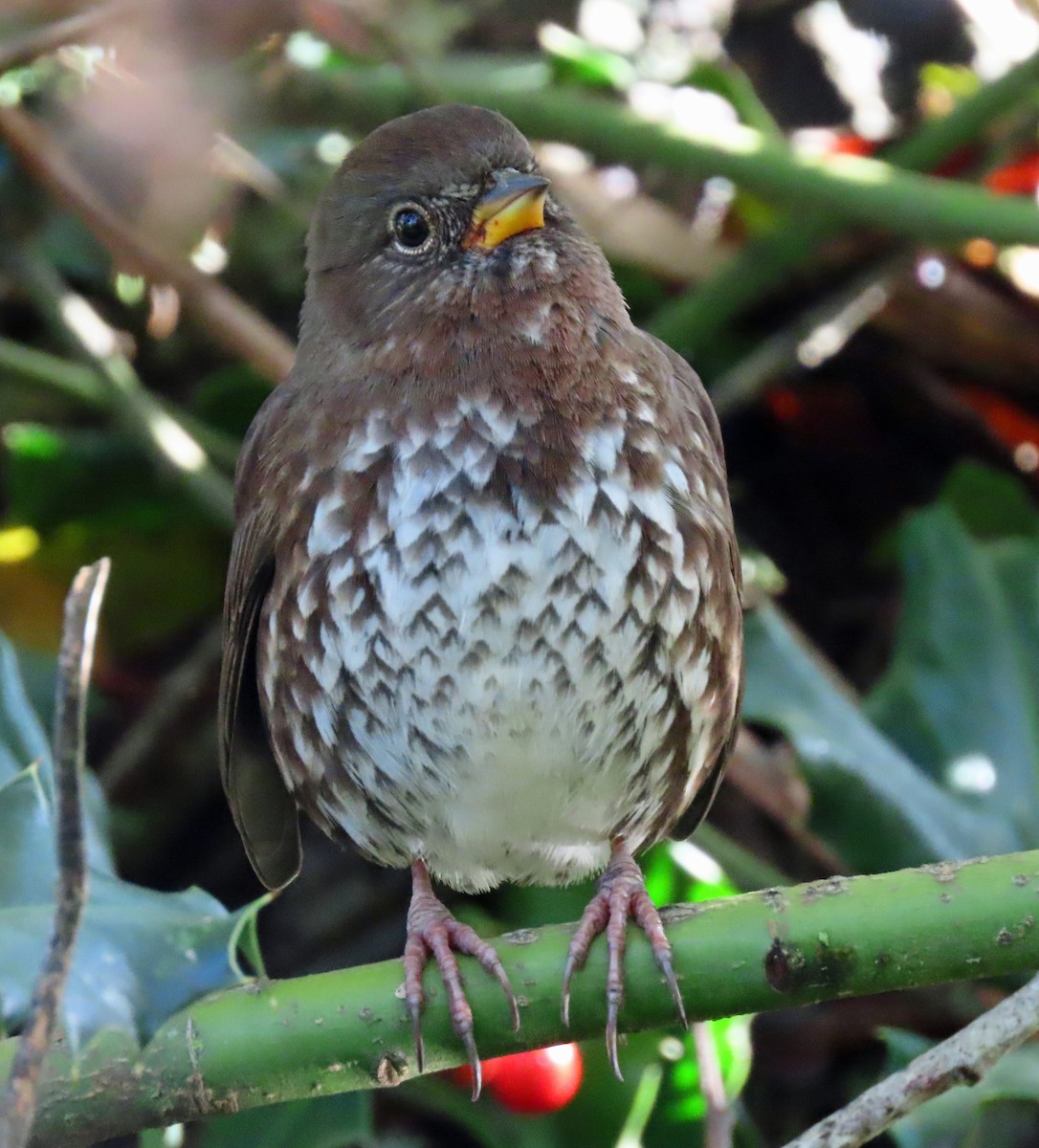 Fox Sparrow - Jim Scott