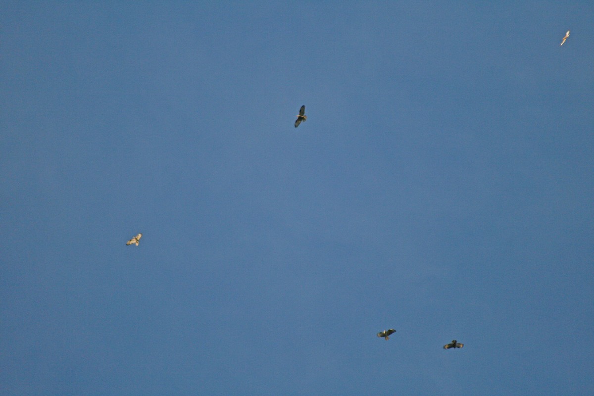 European Honey-buzzard - ML385703231