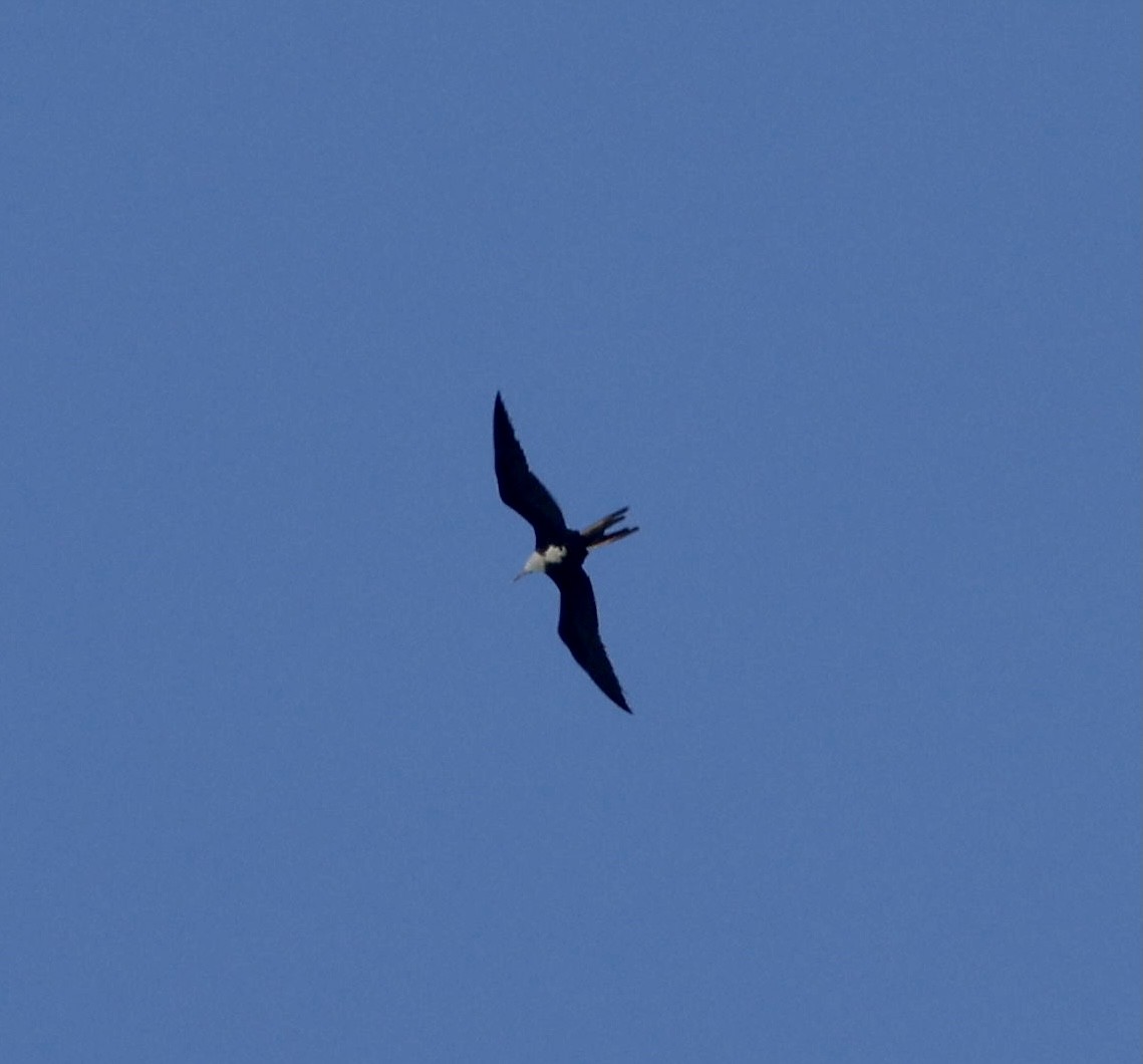 Magnificent Frigatebird - ML385703781