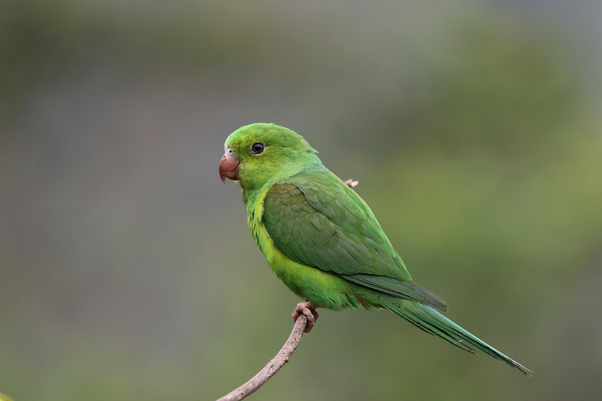 Plain Parakeet - Daniel Branch