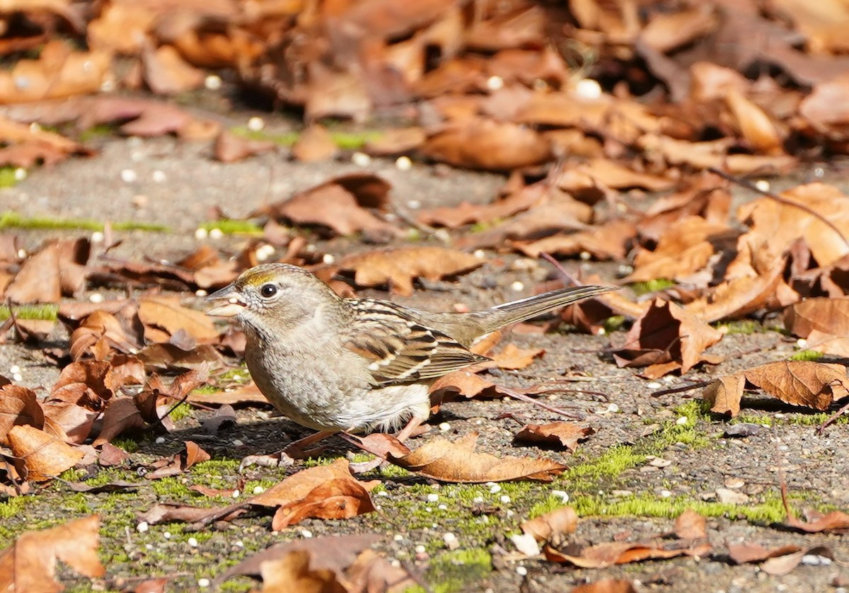 Golden-crowned Sparrow - ML385709731