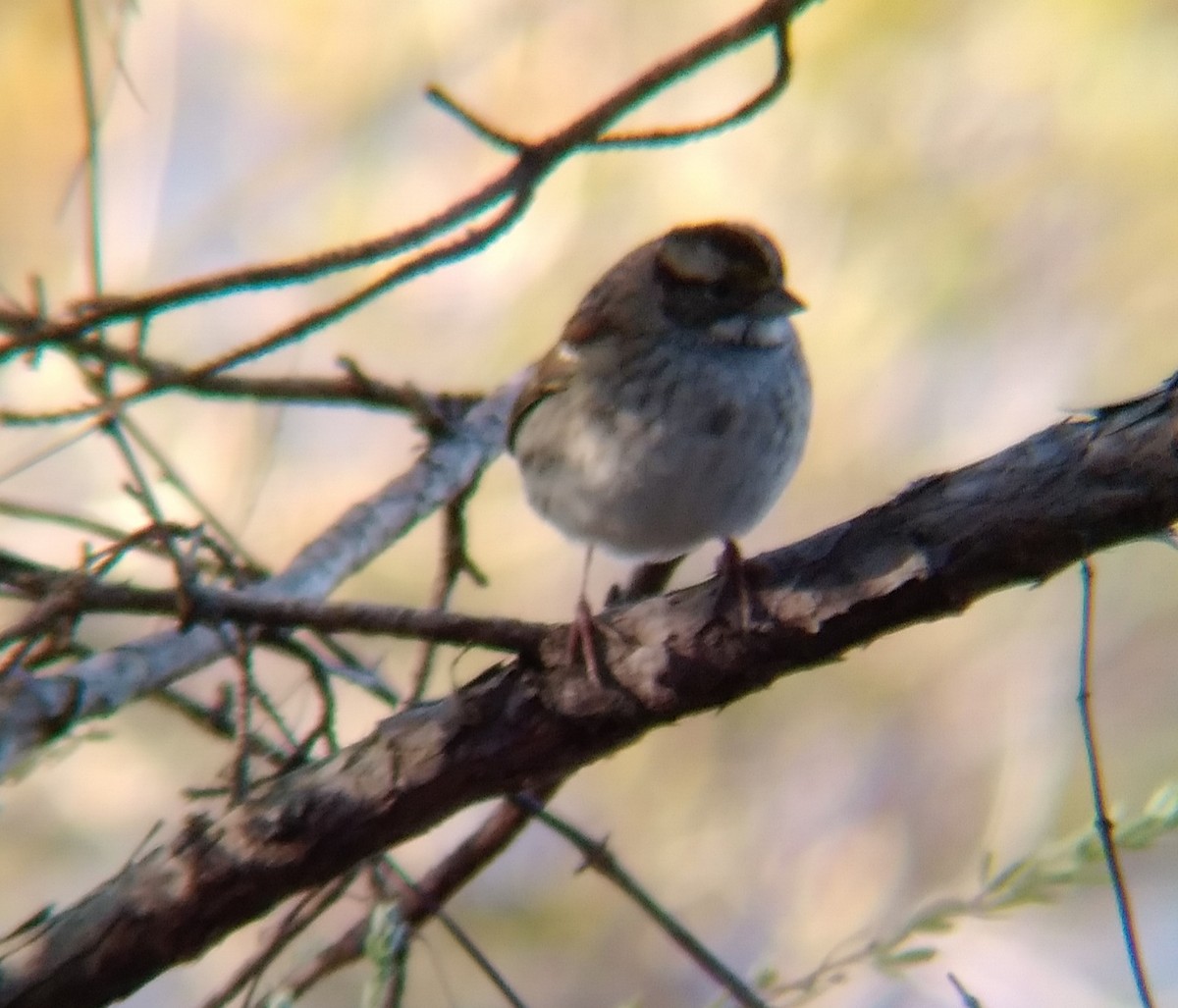 White-throated Sparrow - ML385710601