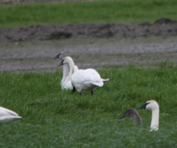 Trumpeter Swan - ML38571281