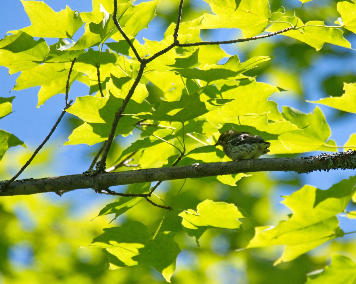 Black-throated Green Warbler - Leslie Correia