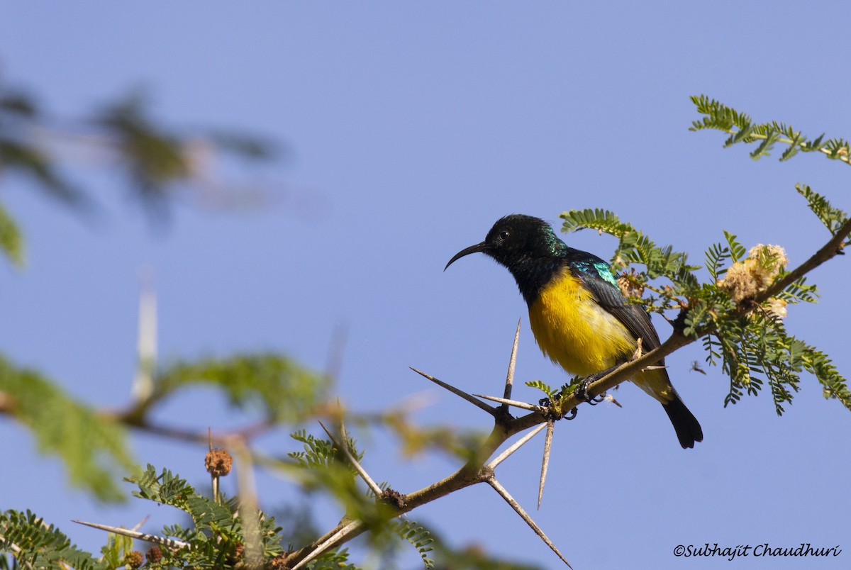 Variable Sunbird - ML385714741