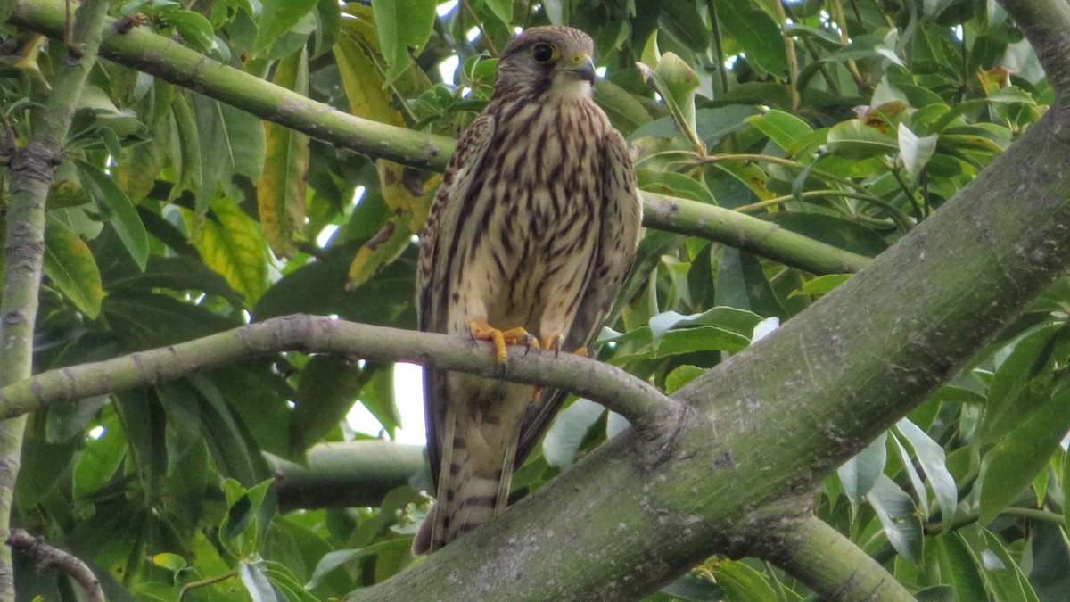 Eurasian Kestrel - ML385714821