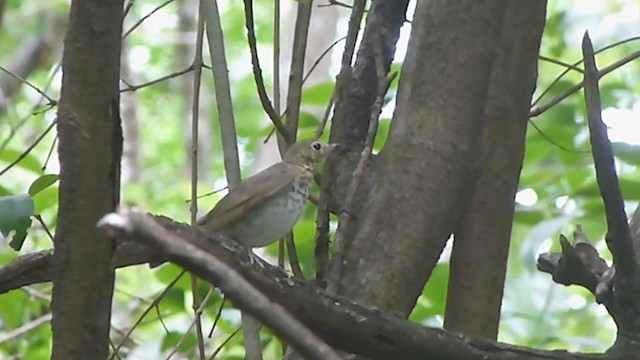 Swainson's Thrush - ML385716301
