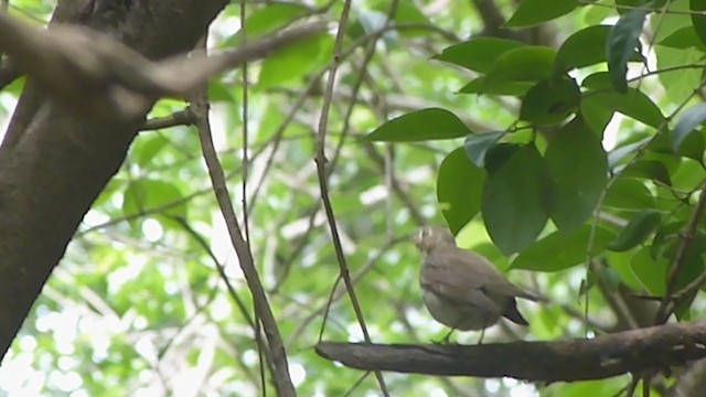 Swainson's Thrush - ML385716401