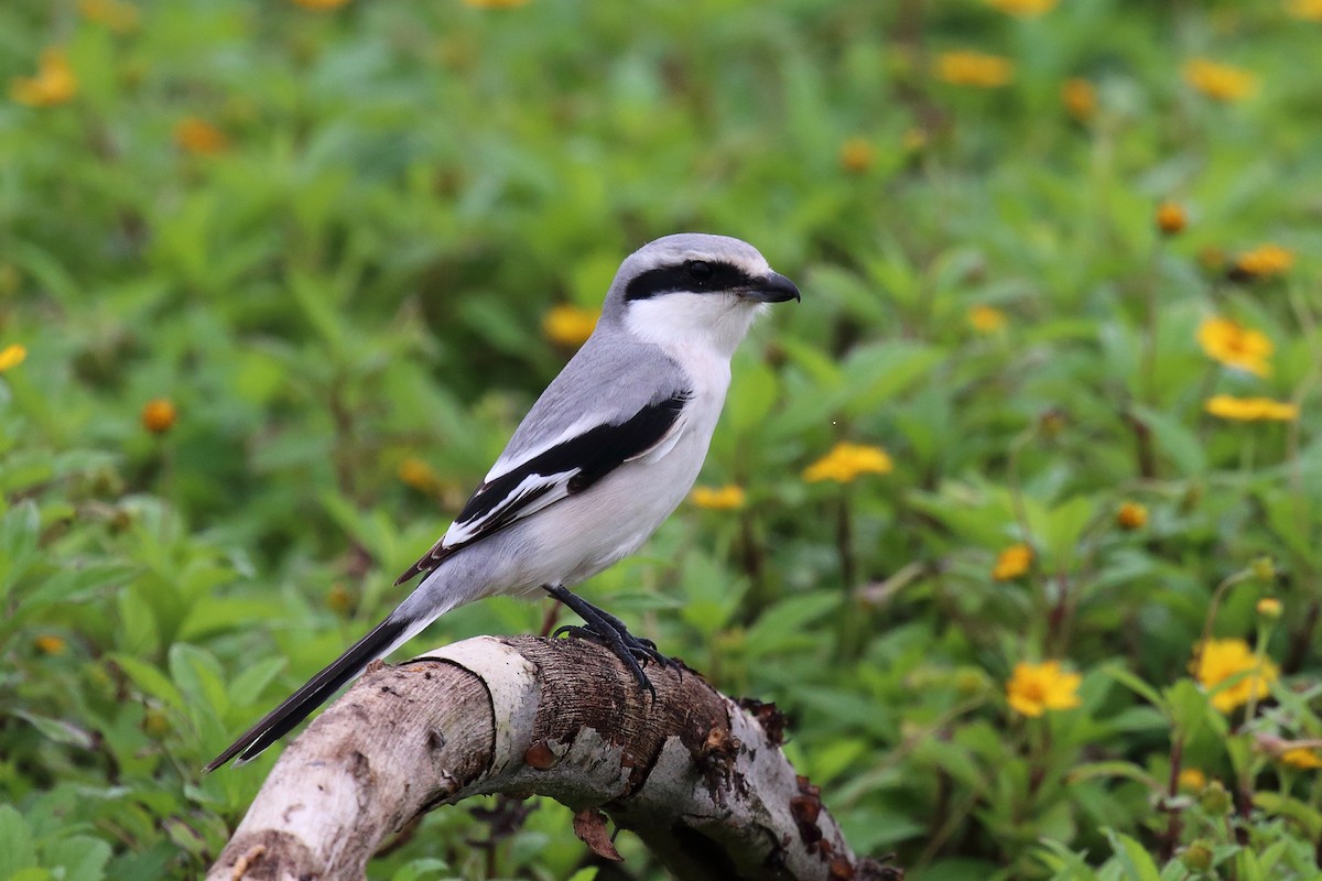 Chinese Gray Shrike - ST Chien