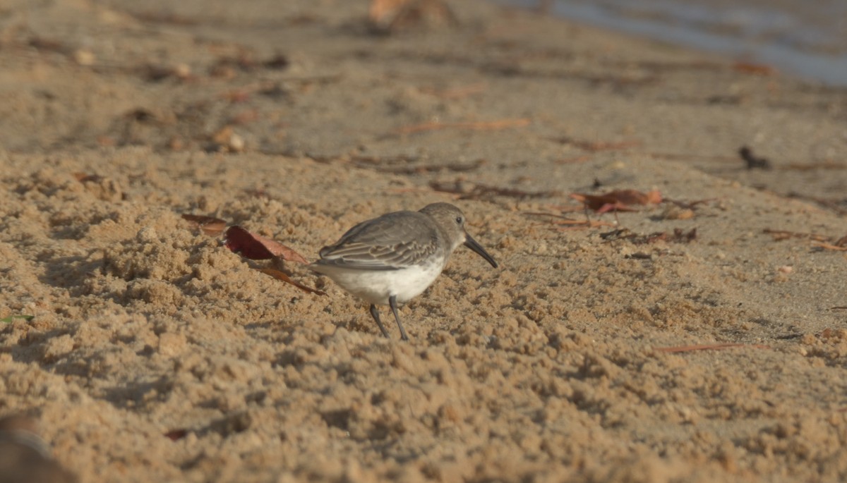 Dunlin - ML385718411