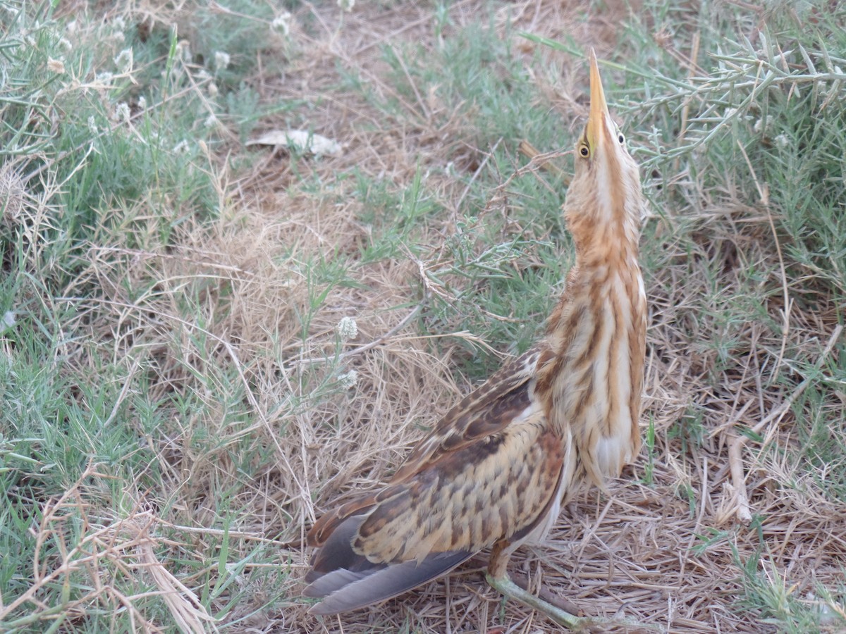 Little Bittern - ML385718811