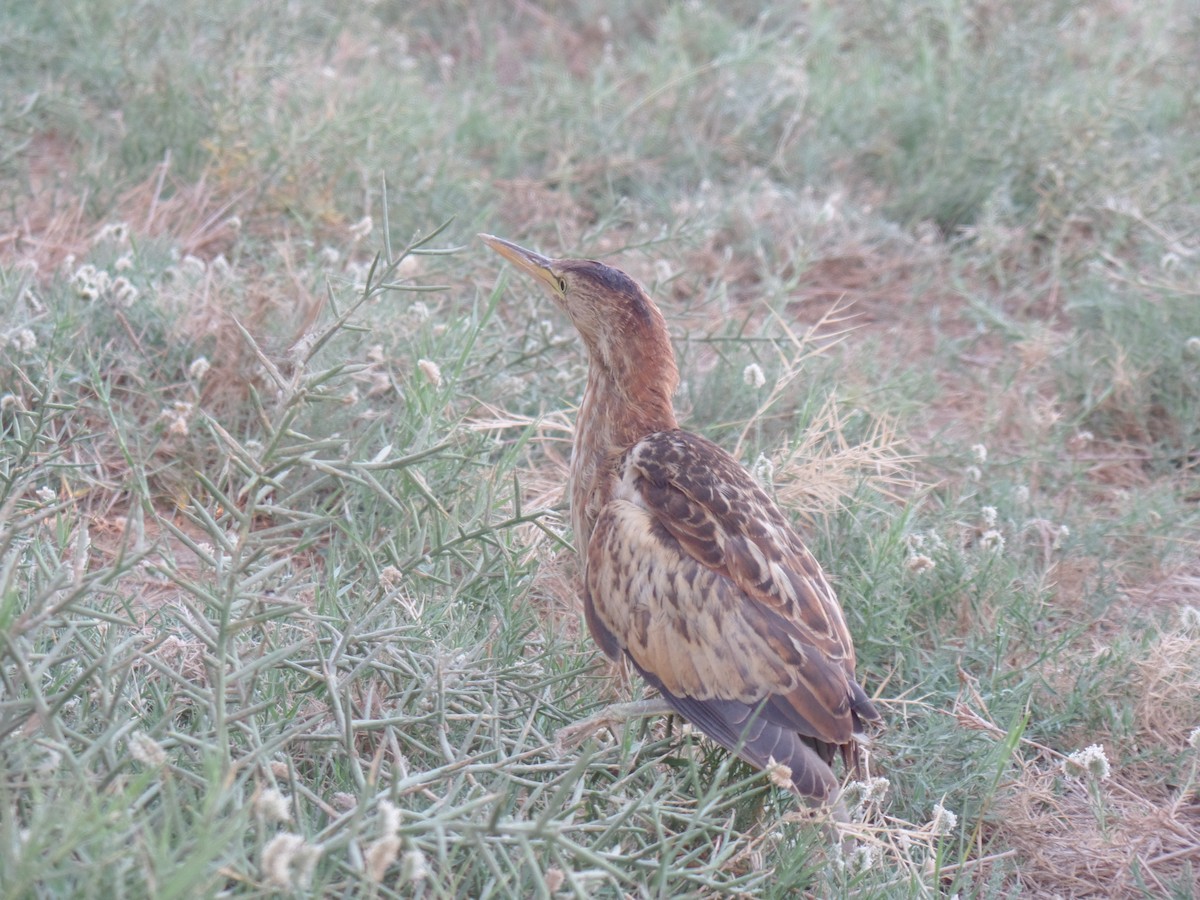 Little Bittern - ML385718831