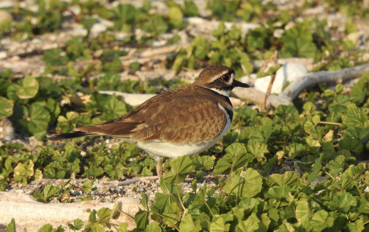 Killdeer - Noam Markus