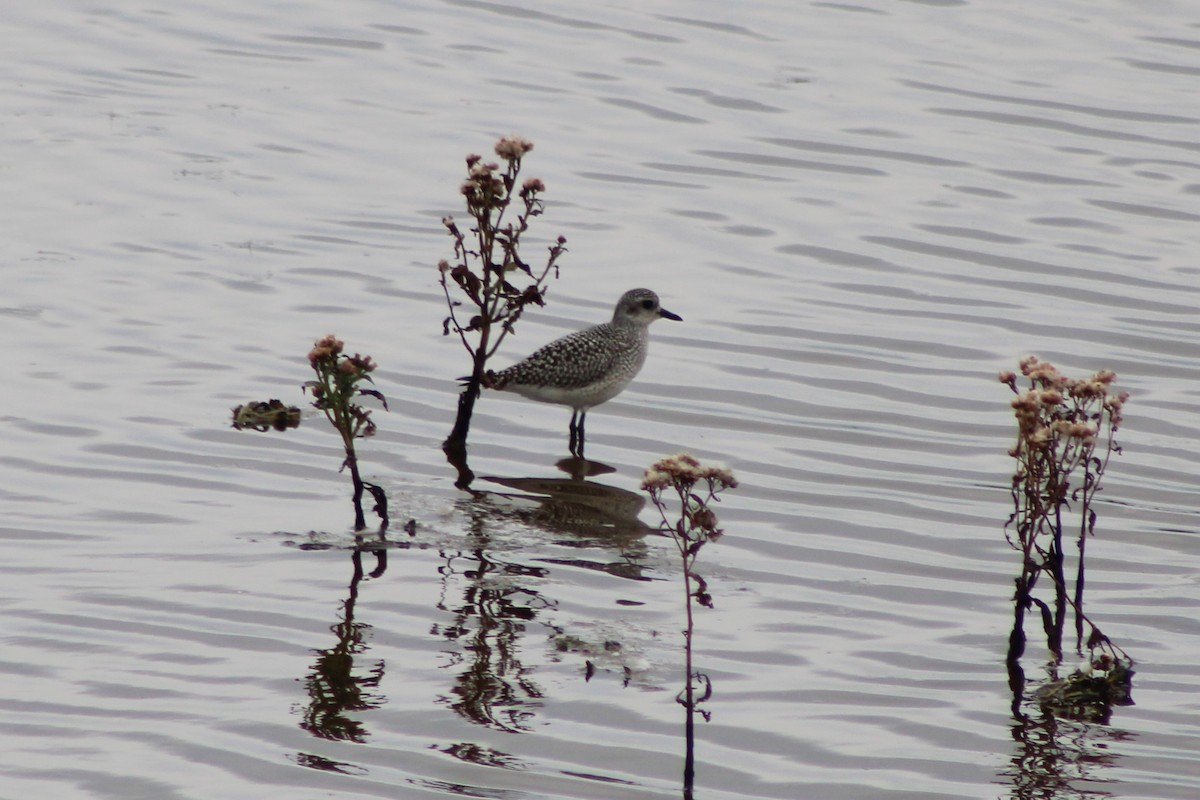 Chorlito Gris - ML385719751