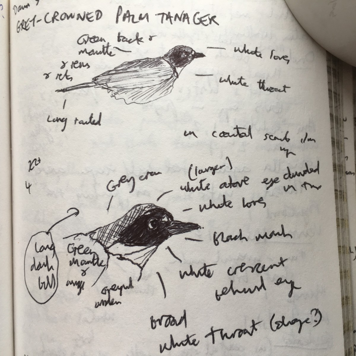 Gray-crowned Palm-Tanager - ML38571981