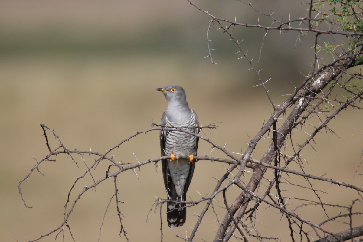 Coucou gris - ML38572021