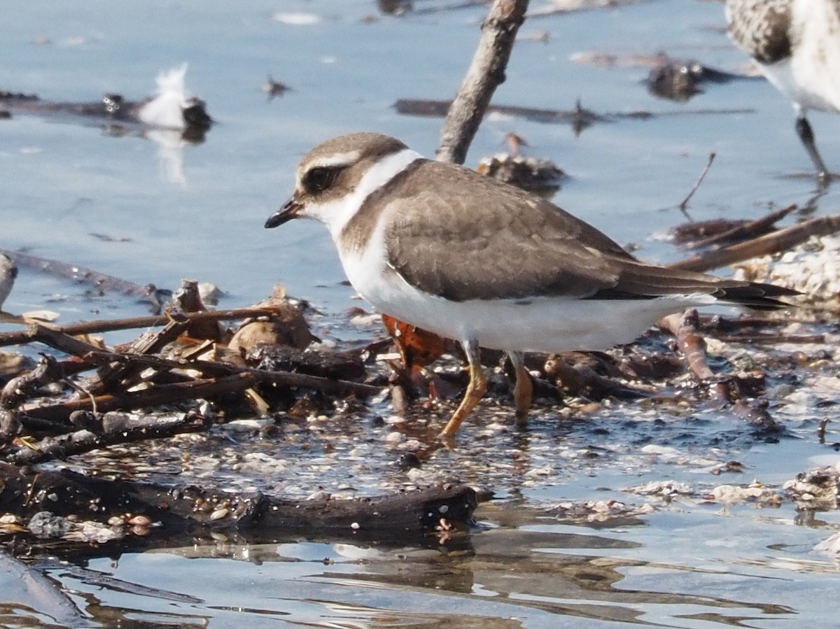 Common Ringed Plover - ML385720841