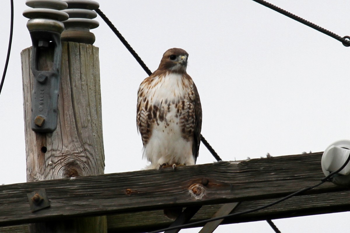 Red-tailed Hawk - ML385720921