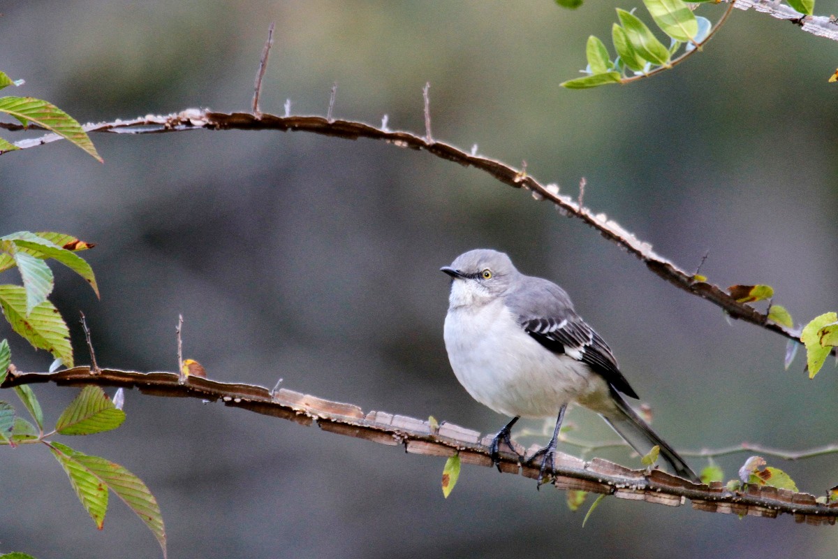 Northern Mockingbird - ML385721491