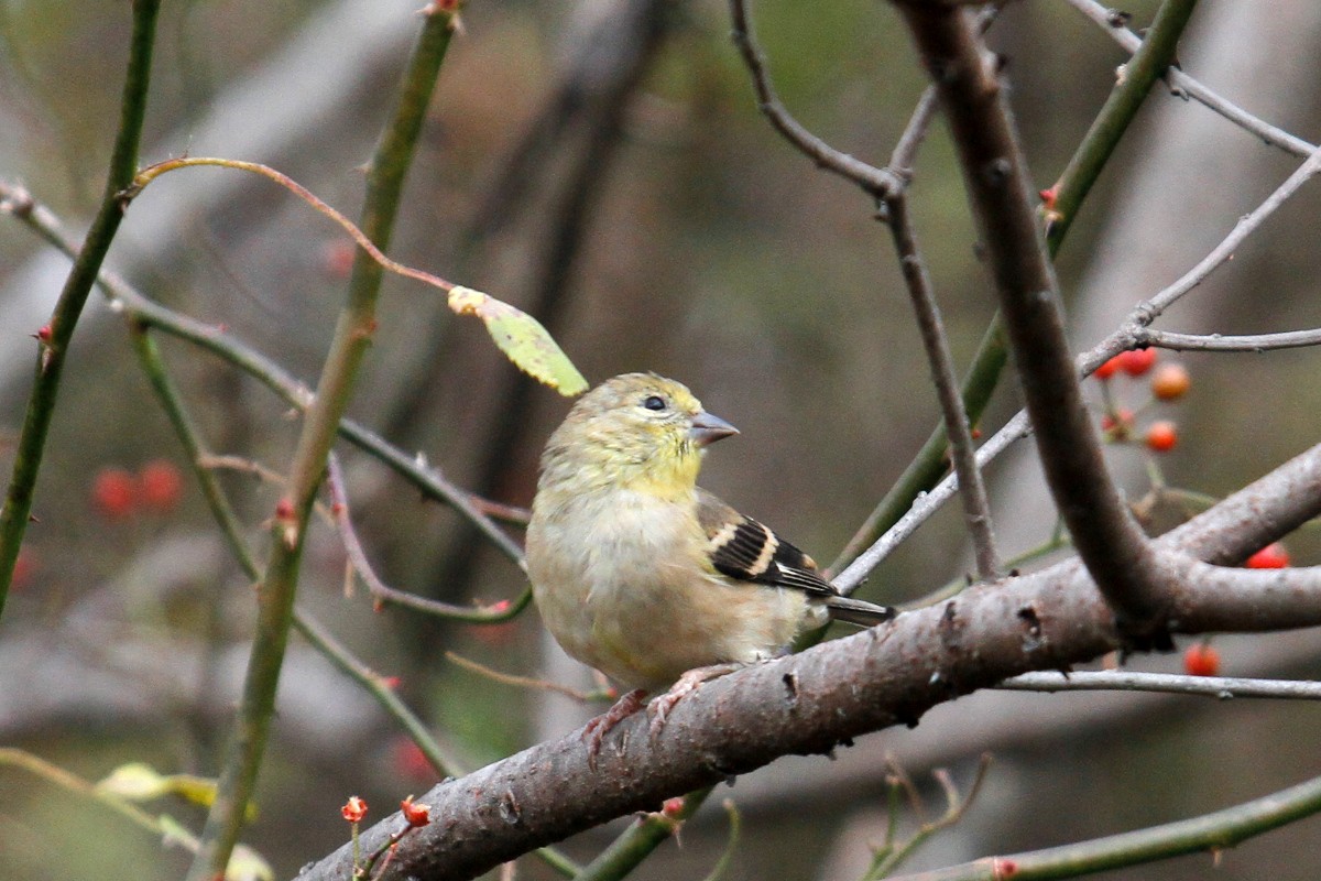 American Goldfinch - ML385721551