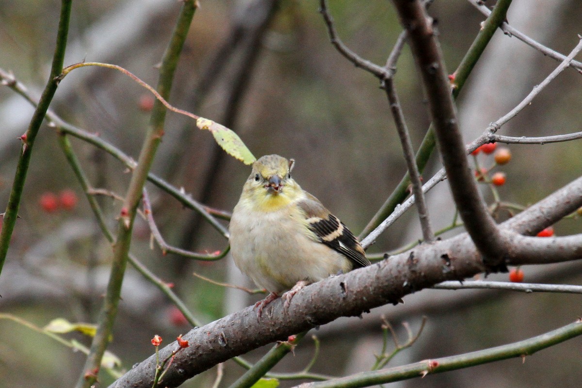 American Goldfinch - ML385721561