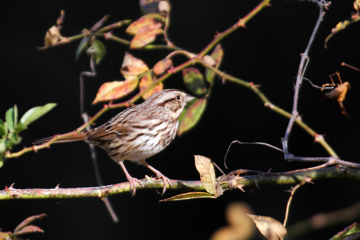 Song Sparrow - ML385721651