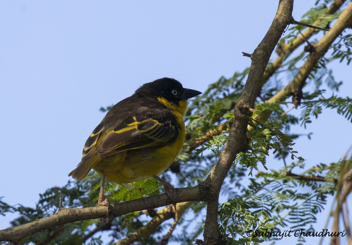 Baglafecht Weaver - Subhajit Chaudhuri
